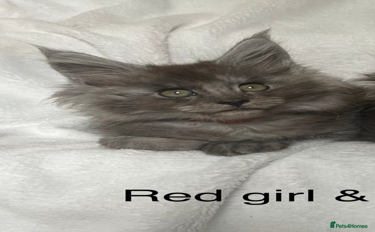 Maine Coon cats - Advert 1
