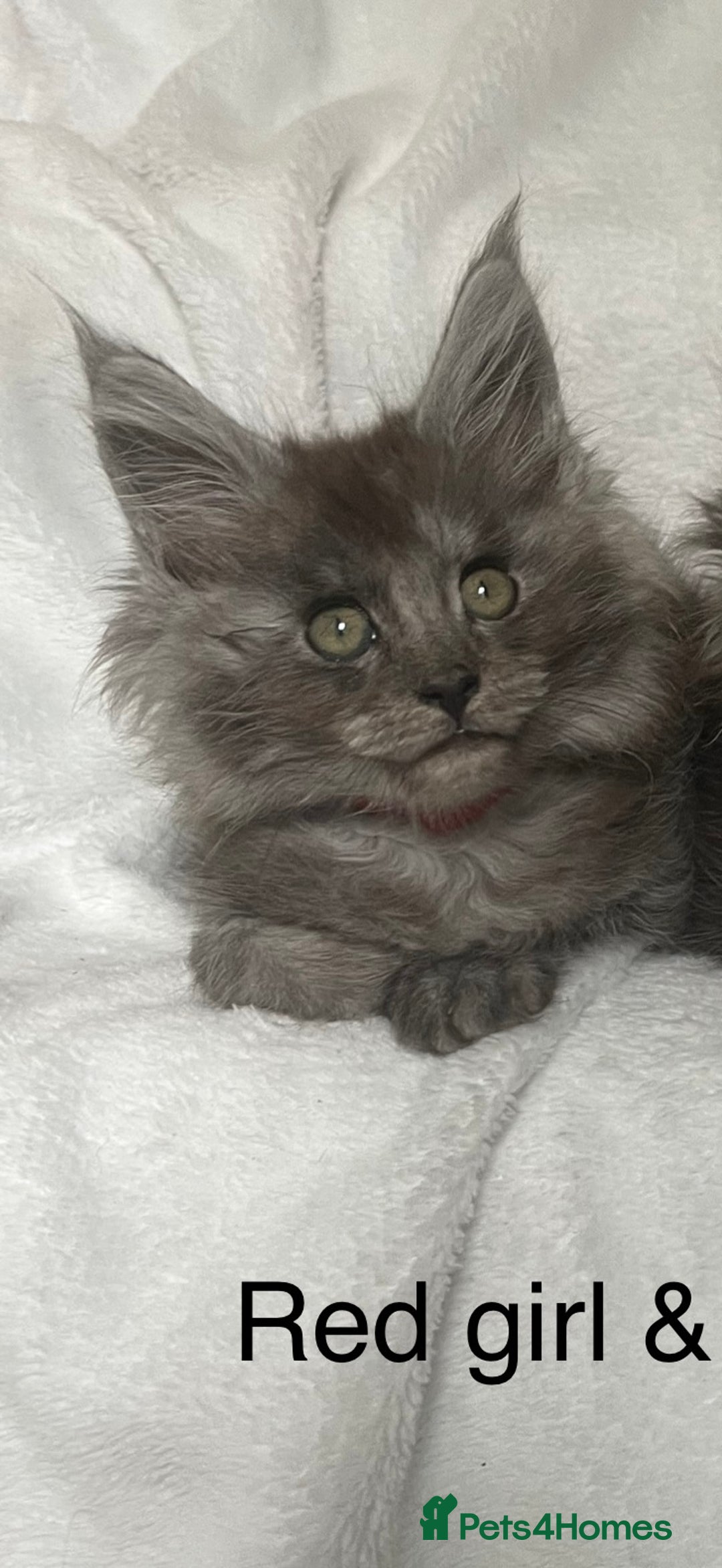 Maine Coon cats for sale: Stunning Maincoon kittens - Image 20