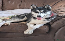 Siberian Husky dogs for sale: Krypto- 1yr Husky, Friendly, Goofy boy. Offers ok - Image 1