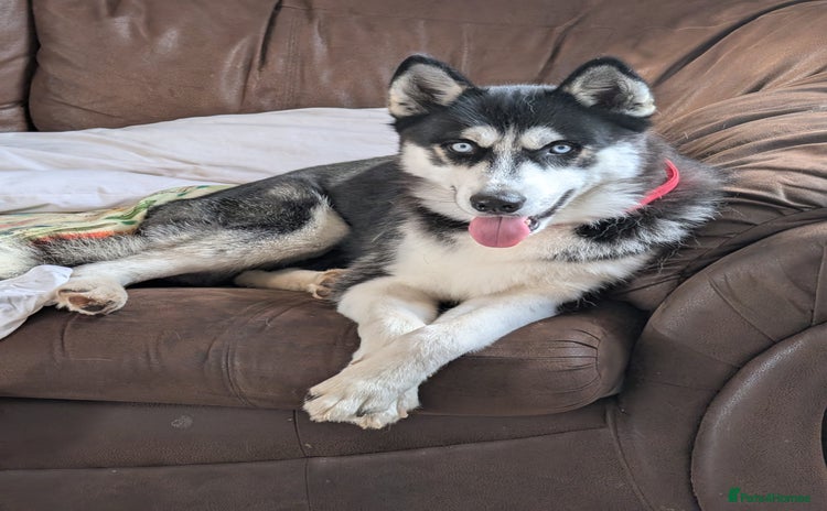 Siberian Husky dogs - Advert 4