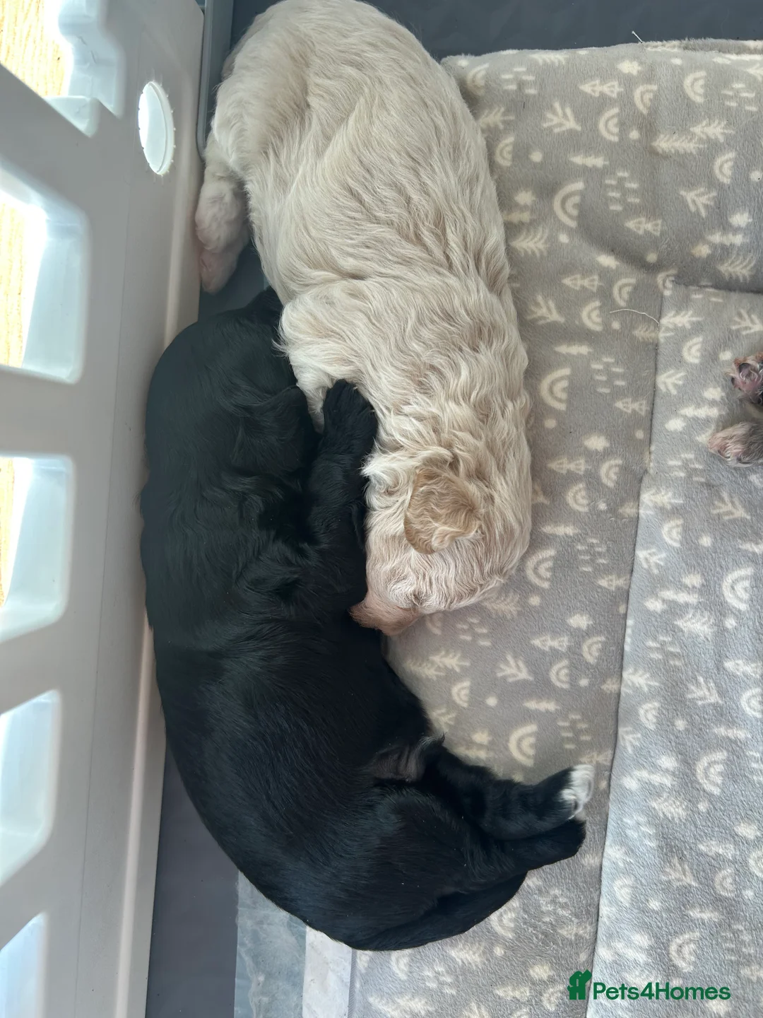 Maltipoo dogs for sale: Merle. Champagne, black pups Fully health tested in Newton Abbot - Advert 7