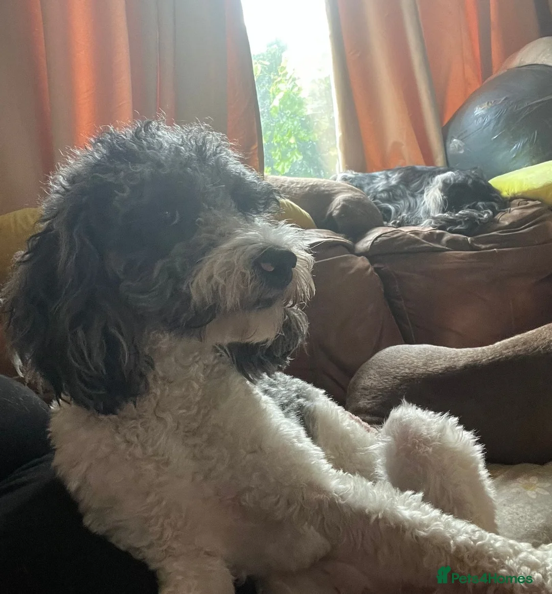 Cockapoo dogs for sale: 1 year old F1b toy cockapoo - kids/cats/dogs fine - Advert 3