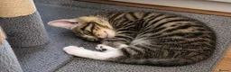 Mixed Breed cats for sale: 3 adorable male kittens looking for a home in London - Advert 1