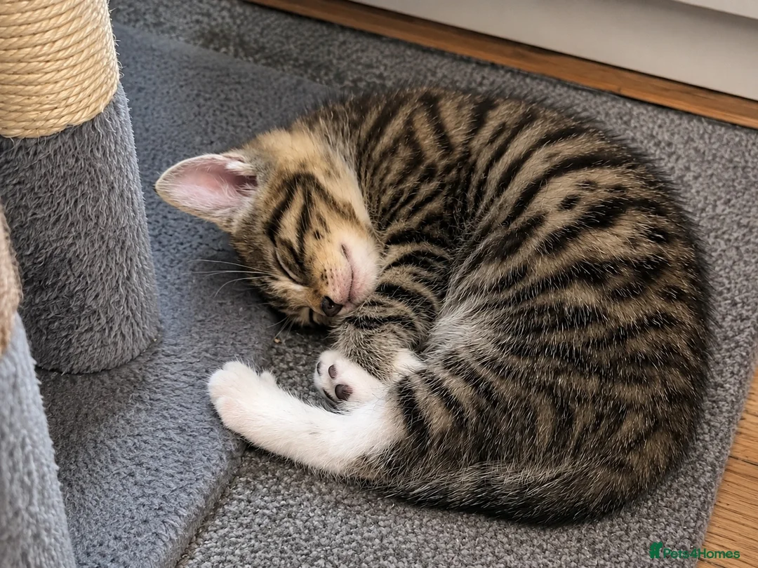 Mixed Breed cats for sale: 3 adorable male kittens looking for a home in London - Advert 1