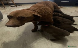 Mixed Breed dogs for sale: Chessadore Puppy’s  - Advert 1