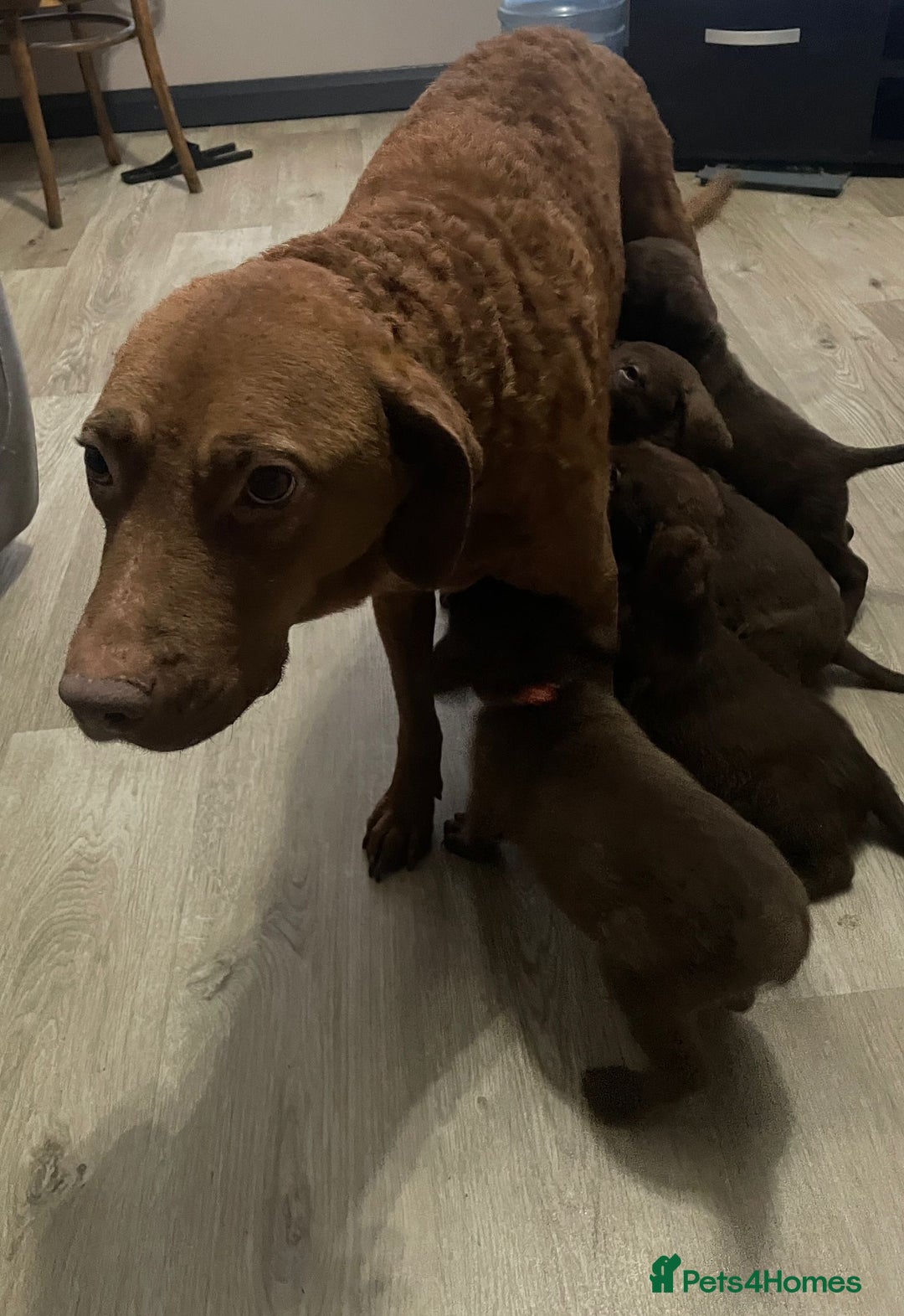 Mixed Breed dogs for sale: Chessadore Puppy’s  - Advert 1