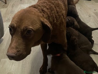 Mixed Breed dogs Chessadore Puppy’s - Advert 1