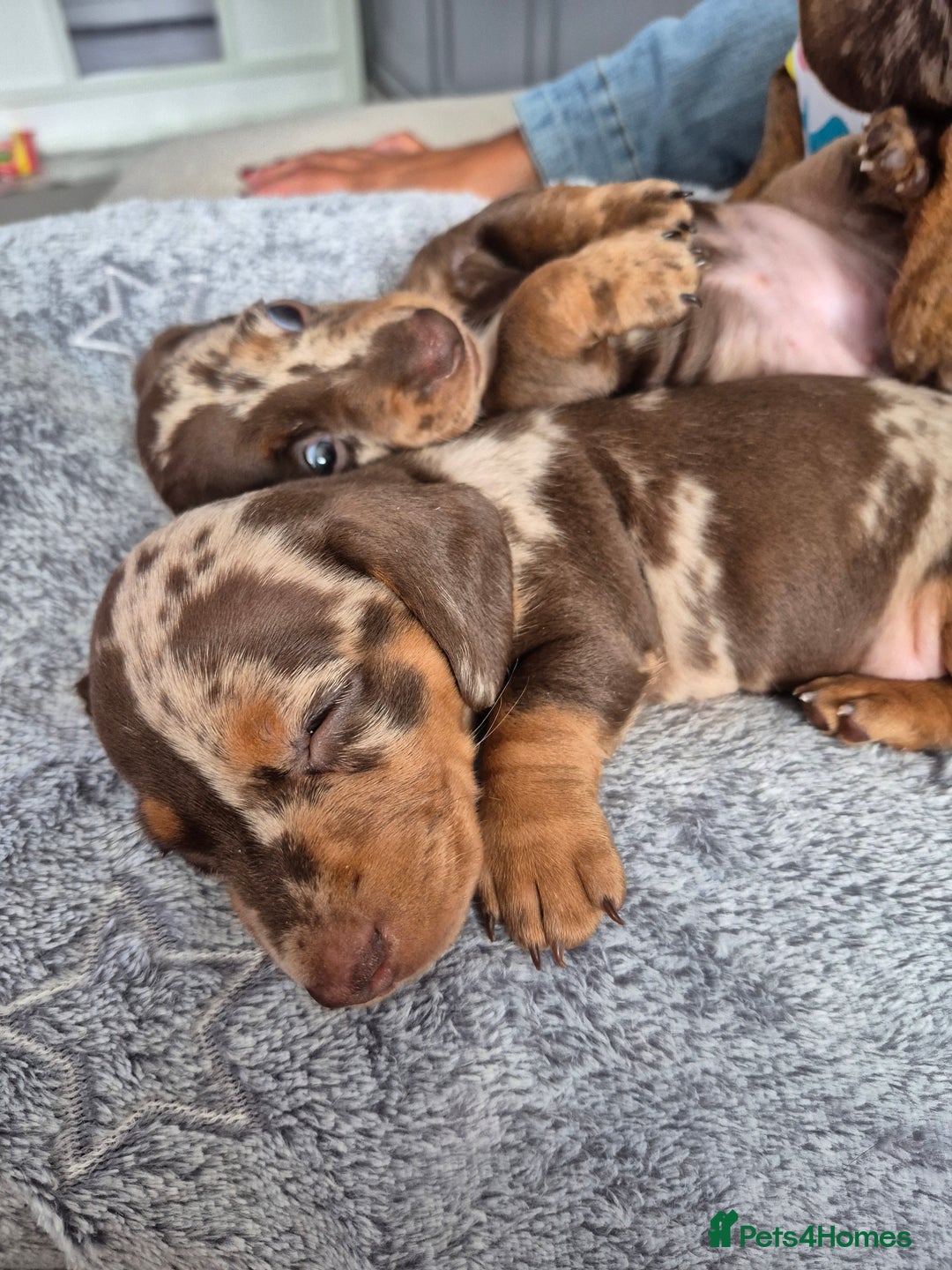 Miniature Dachshund dogs for sale: Miniature Daschund, chocolate & tan dapple smooth - Image 6