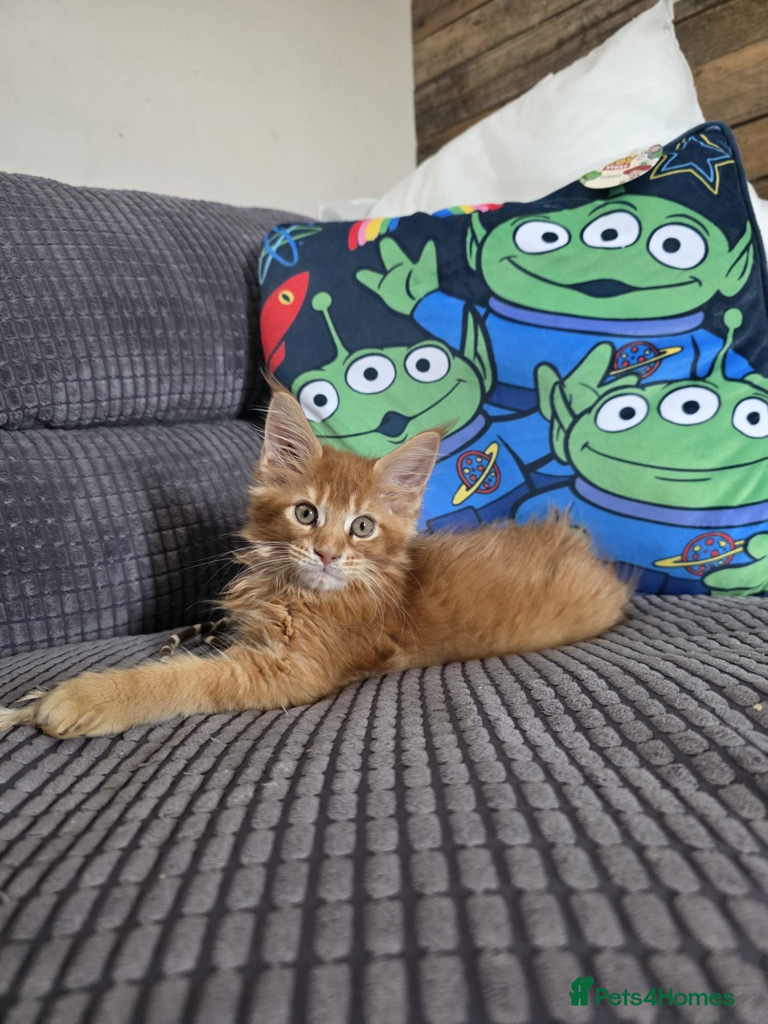 Maine Coon cats Maine Coon 1 female left Red Tabby Gingers - Advert 6
