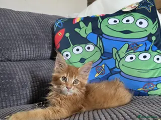 Maine Coon cats Maine Coon 1 female left Red Tabby Gingers - Advert 6