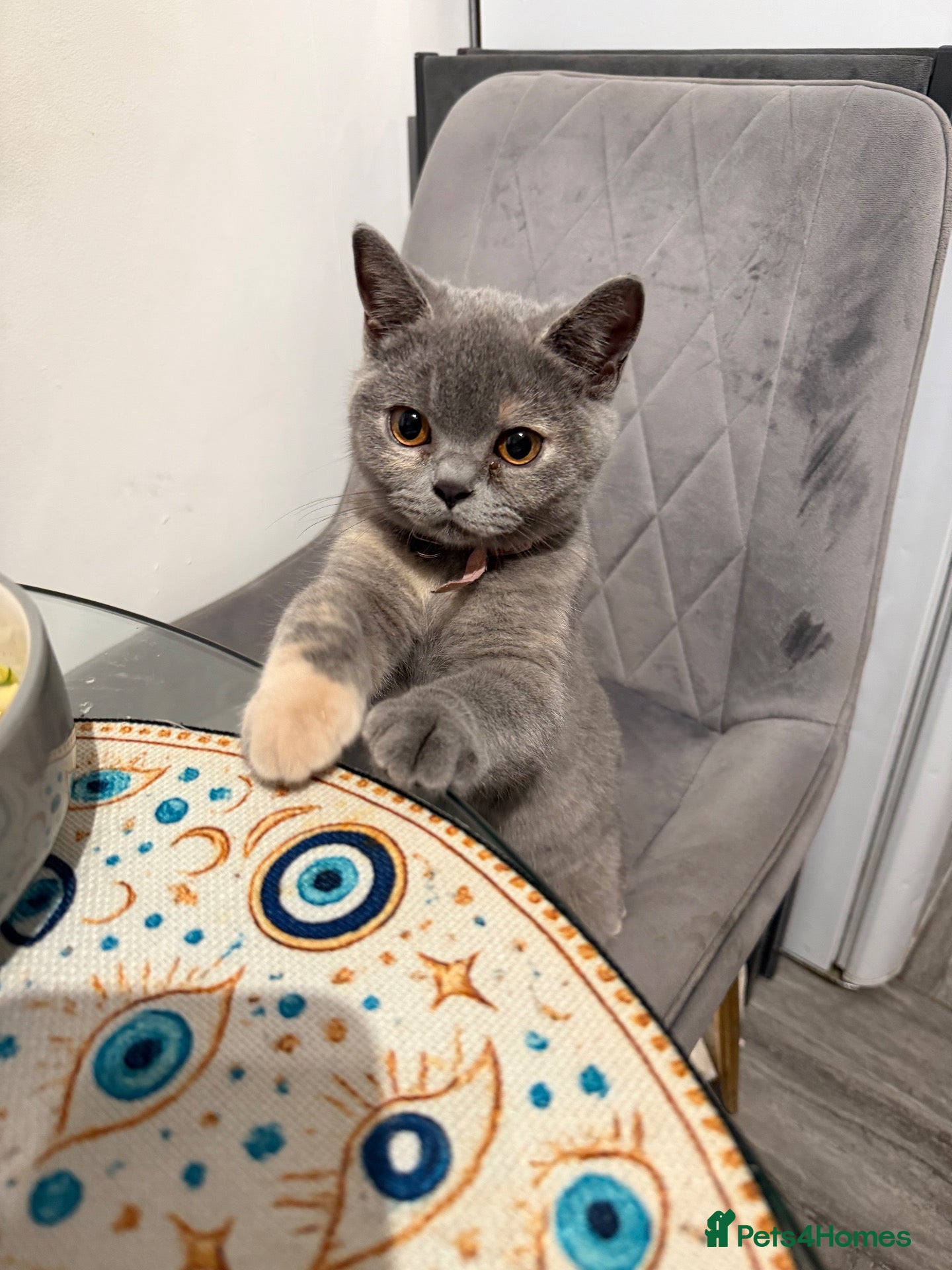 British Shorthair cats British shorthair kittens 1 girl left - Advert 1