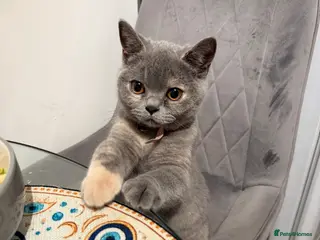 British Shorthair cats British shorthair kittens 1 girl left - Advert 1