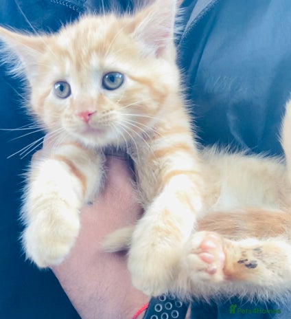 Mixed Breed cats - Advert 4