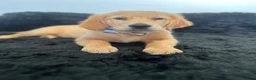 Golden Retriever dogs for sale: Stunning KC Golden Retriever pups - Advert 8