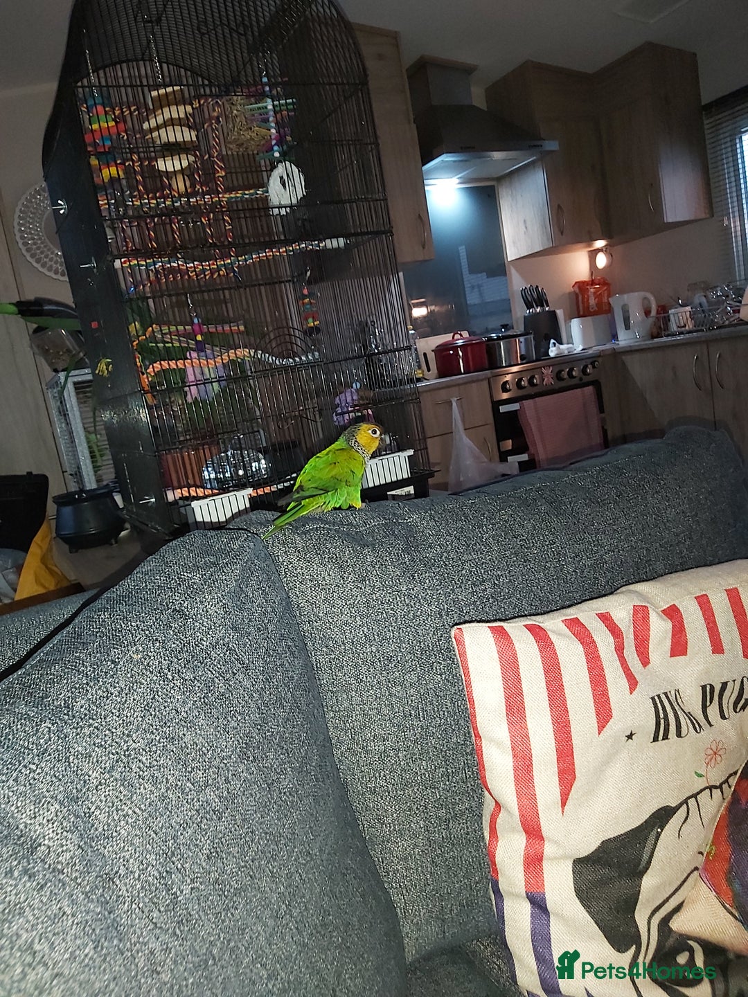 Conures birds for sale: Dna black capped conure tame female - Advert 11