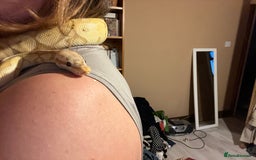 Python Snake reptiles for sale: Cyril the banana ball python - Image 7