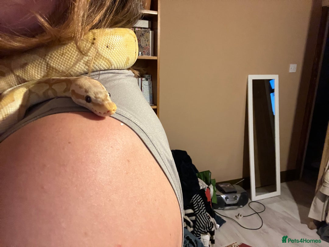 Python Snake reptiles for sale: Cyril the banana ball python - Image 7