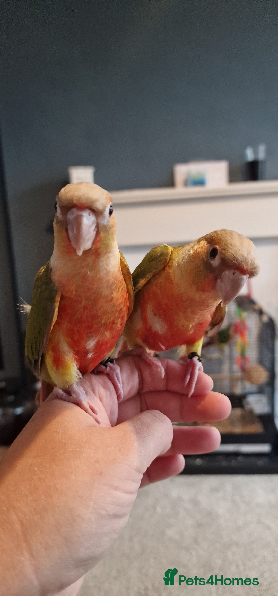Conures birds for sale: Beautiful fully hand reared conure babys  - Image 2