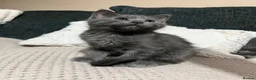 Mixed Breed cats for sale: Beautiful Grey kittens looking for a home  - Advert 8