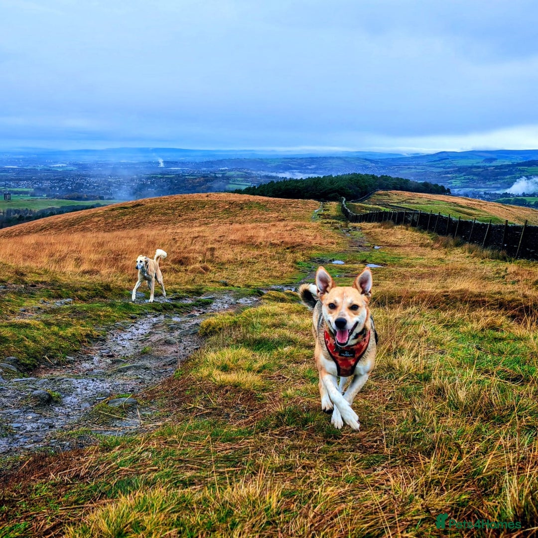 Mixed Breed dogs for adoption: ❤️ Lolly❤️- 1.5-year-old small gentle girl  - Advert 12