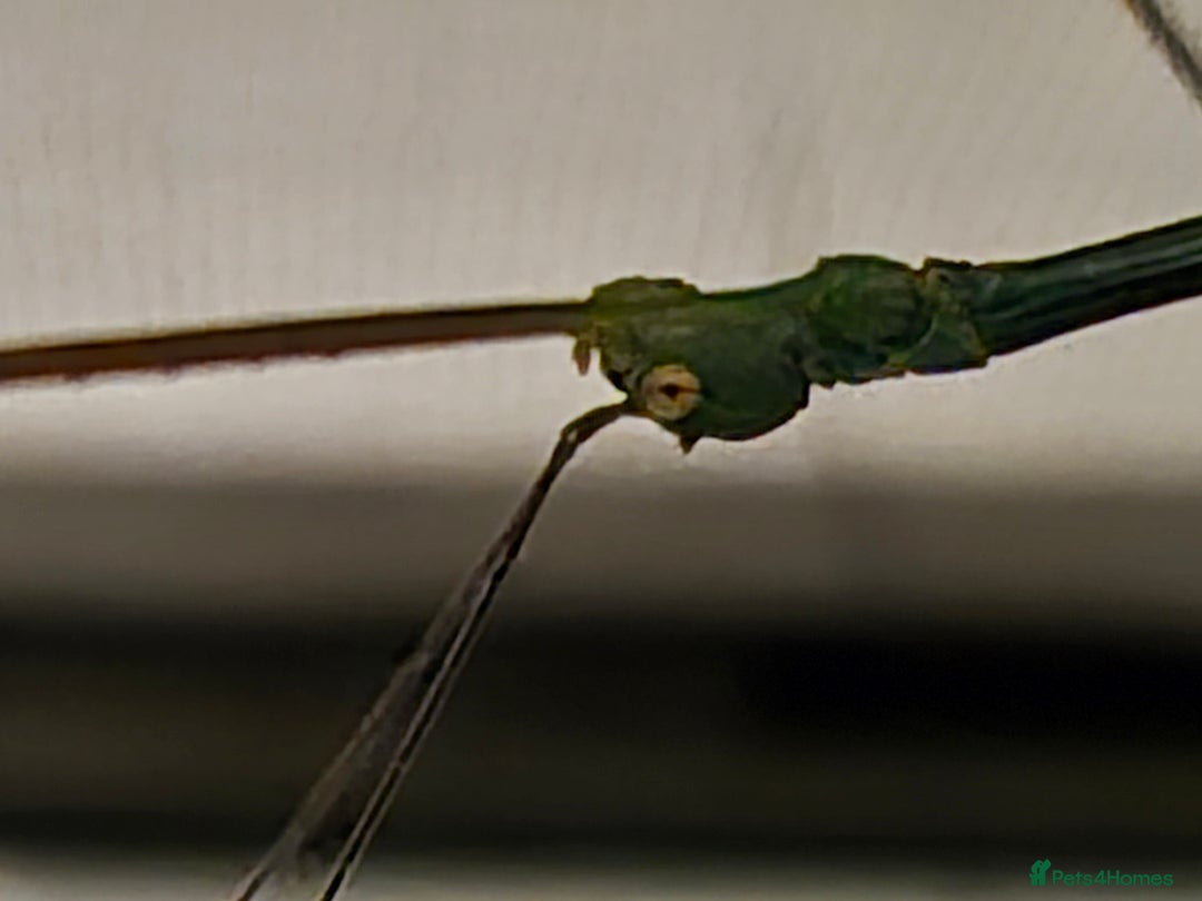 Stick Insects invertebrates for sale: Live stick insects and eggs - Advert 14