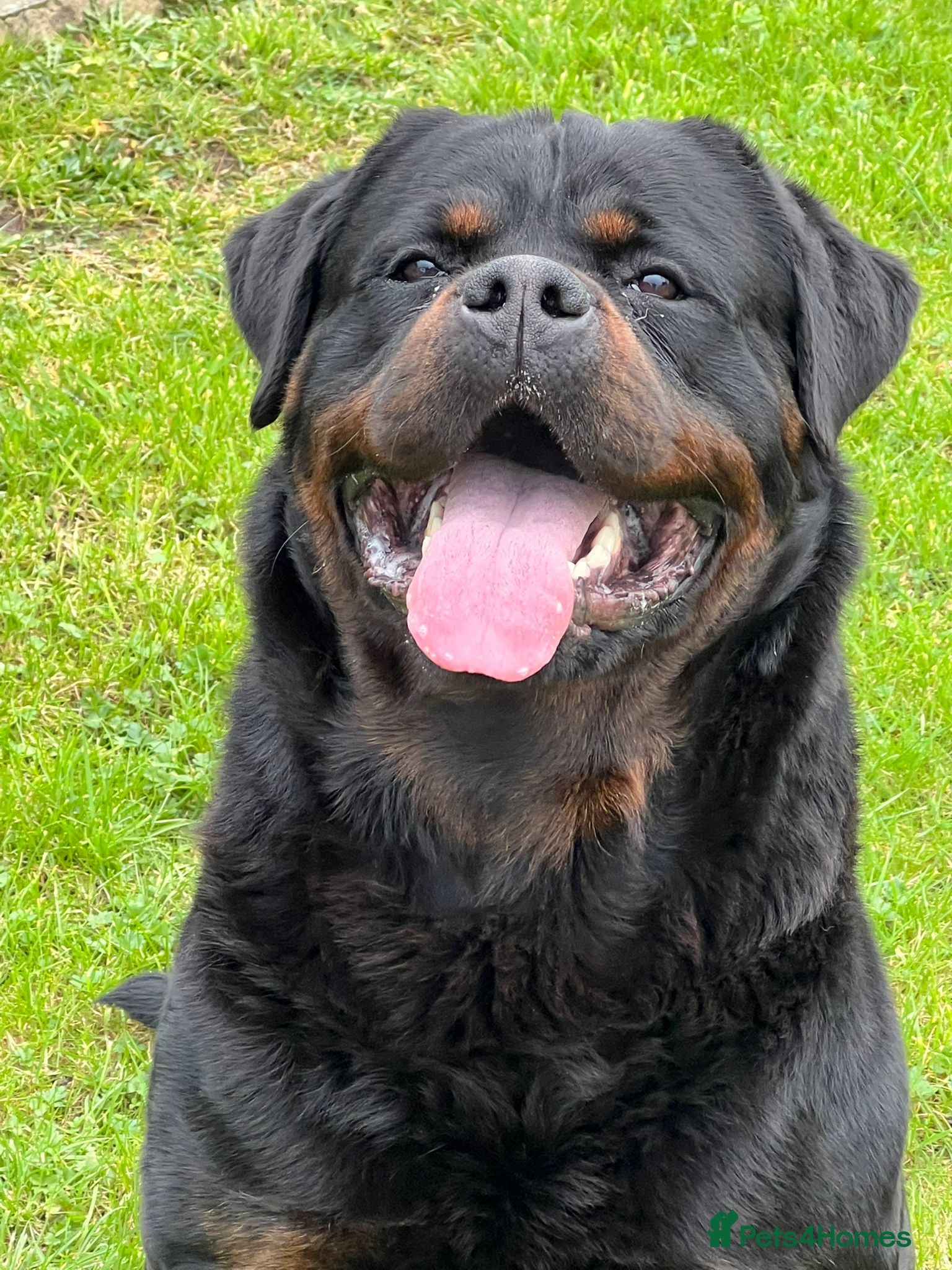 Rottweiler dogs Top kc Rottweiler pups only 2 left  - Advert 1