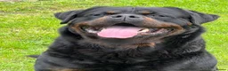 Rottweiler dogs for sale: Beautiful KC/Health tested Rottweiler puppies🐶❤️ - Advert 5