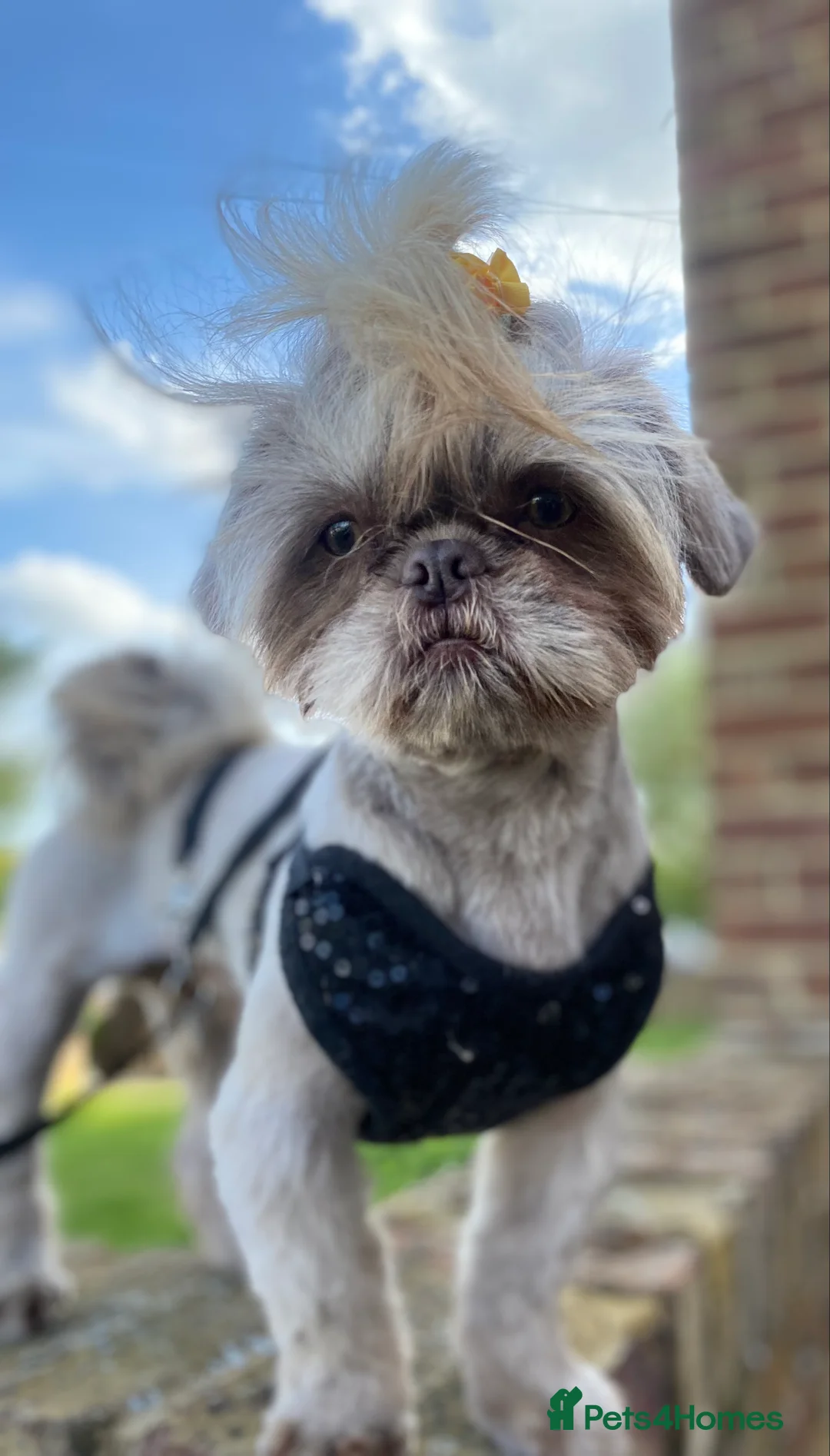 Shih Tzu dogs for stud: KC Lilac Imperial Shih Tzu for Stud in Chislehurst - Advert 19