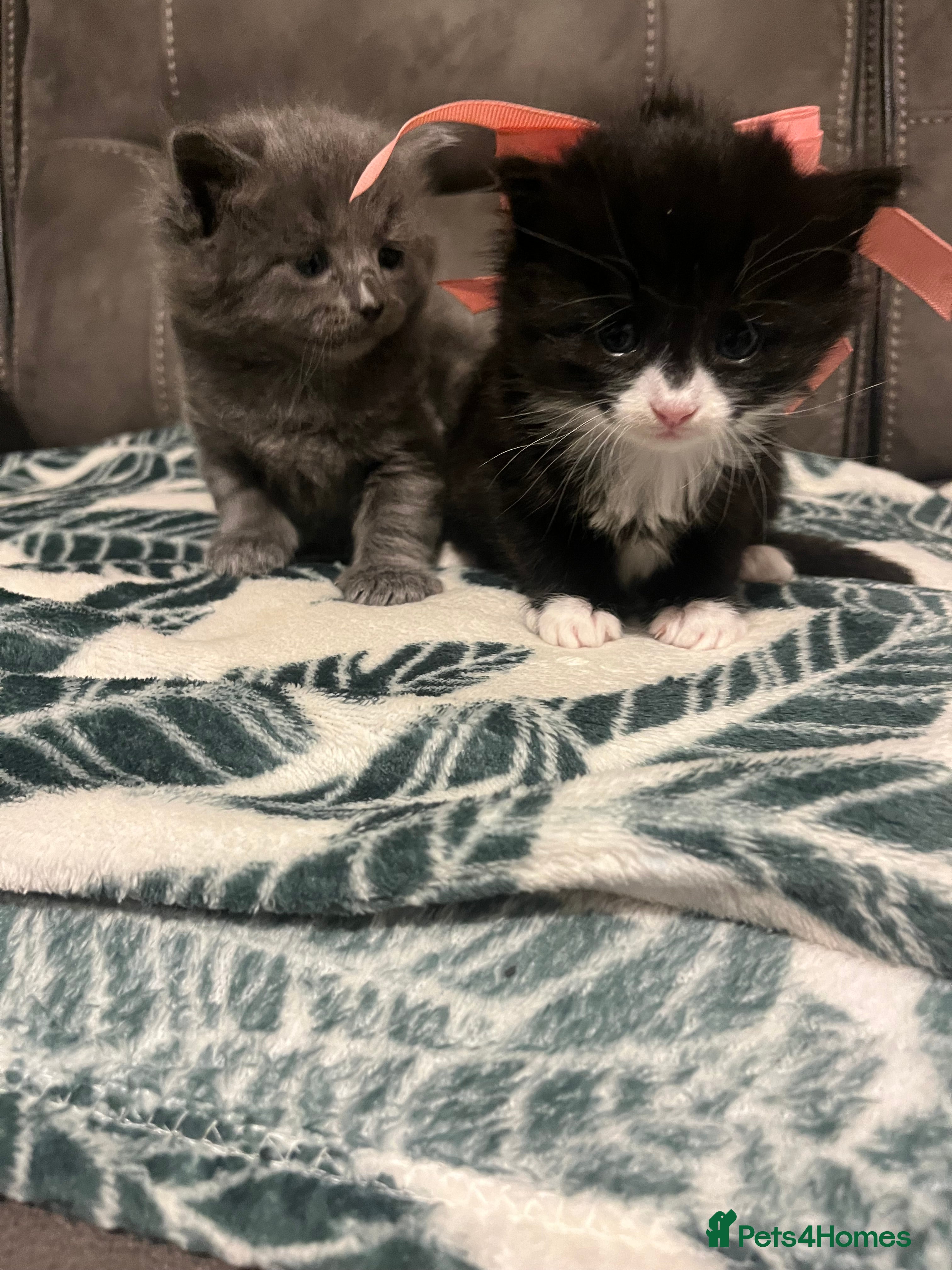 Mixed Breed cats Persian X kittens 🩵🩷 - Advert 18