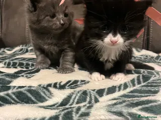 Mixed Breed cats Persian X kittens 🩵🩷 - Advert 18