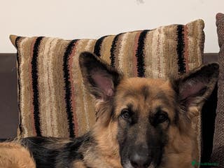 German Shepherd dogs German shepherd pup - Advert 5