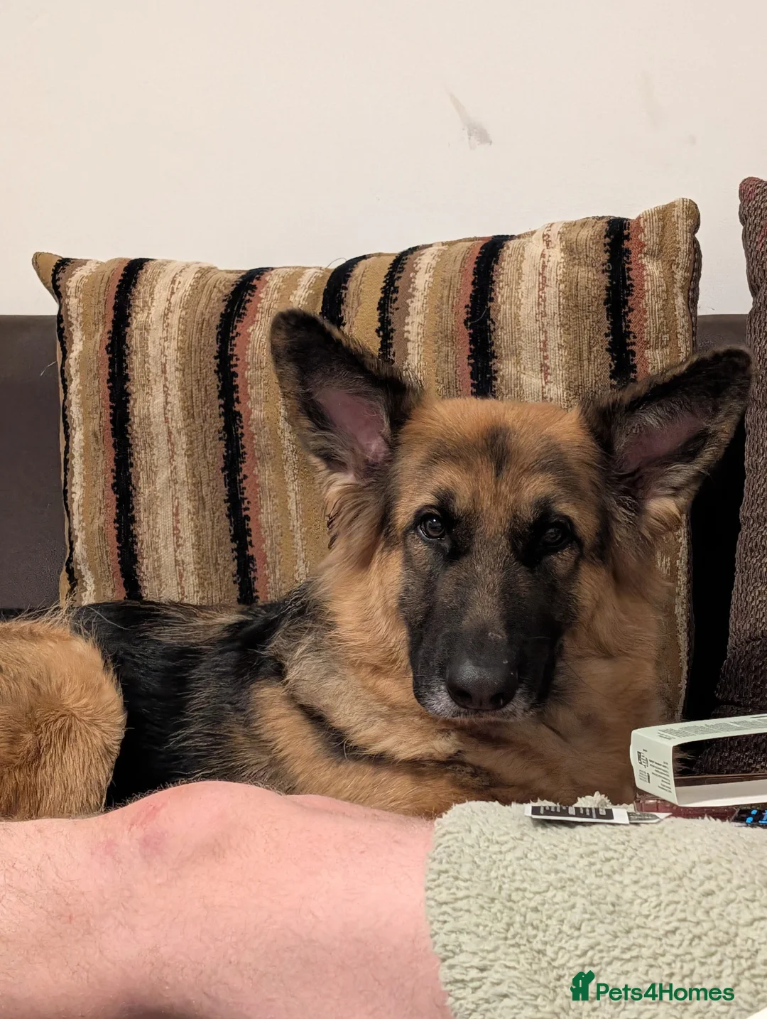 German Shepherd dogs for sale: German shepherd pup - Advert 1