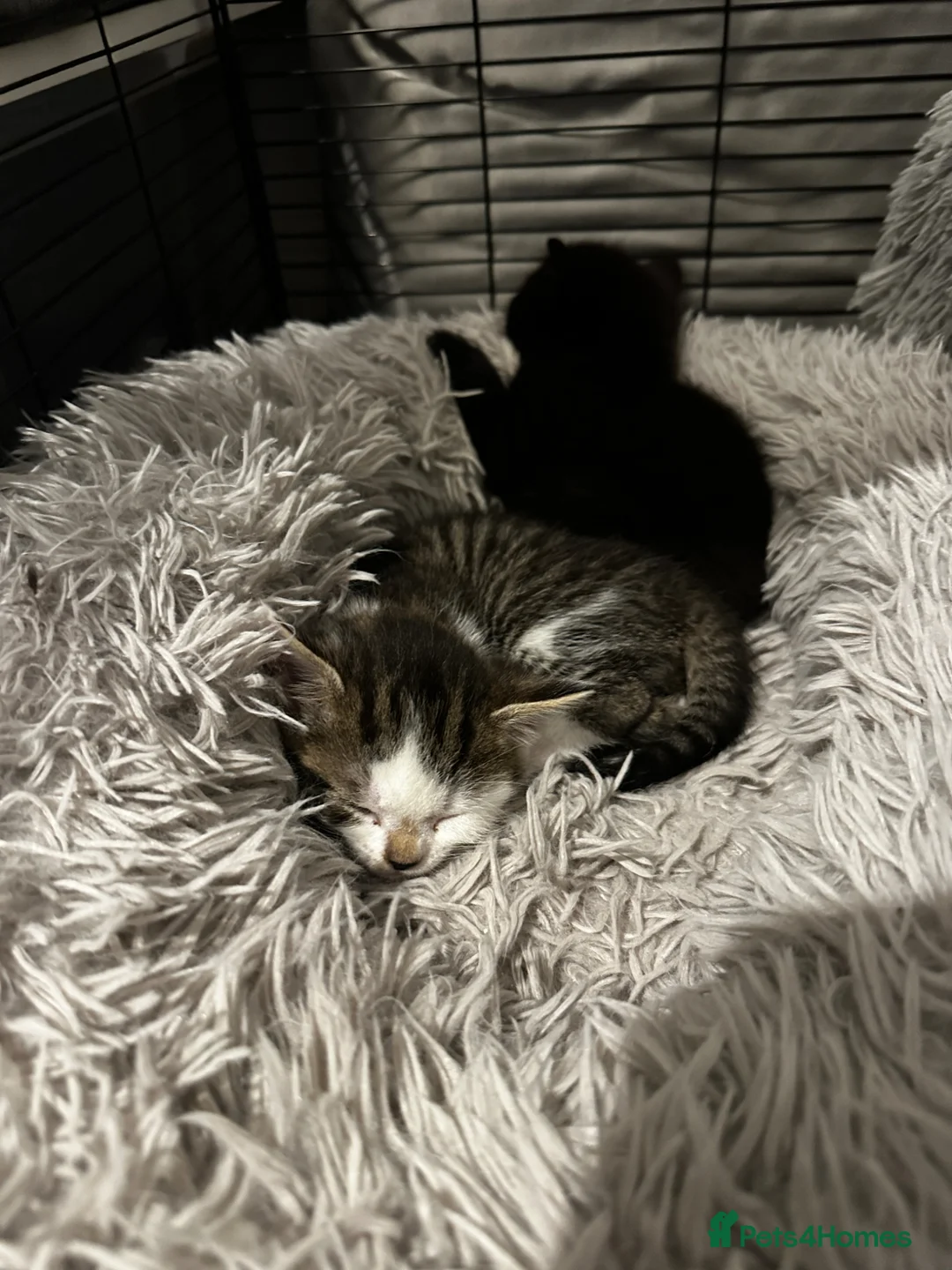 Mixed Breed cats for sale:     Loving Homes Only Beautiful Kittens Ready Soon in Coventry - Advert 10