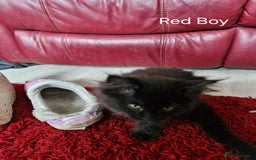 Mixed Breed cats for sale: Ragdoll x maincoon - Image 12