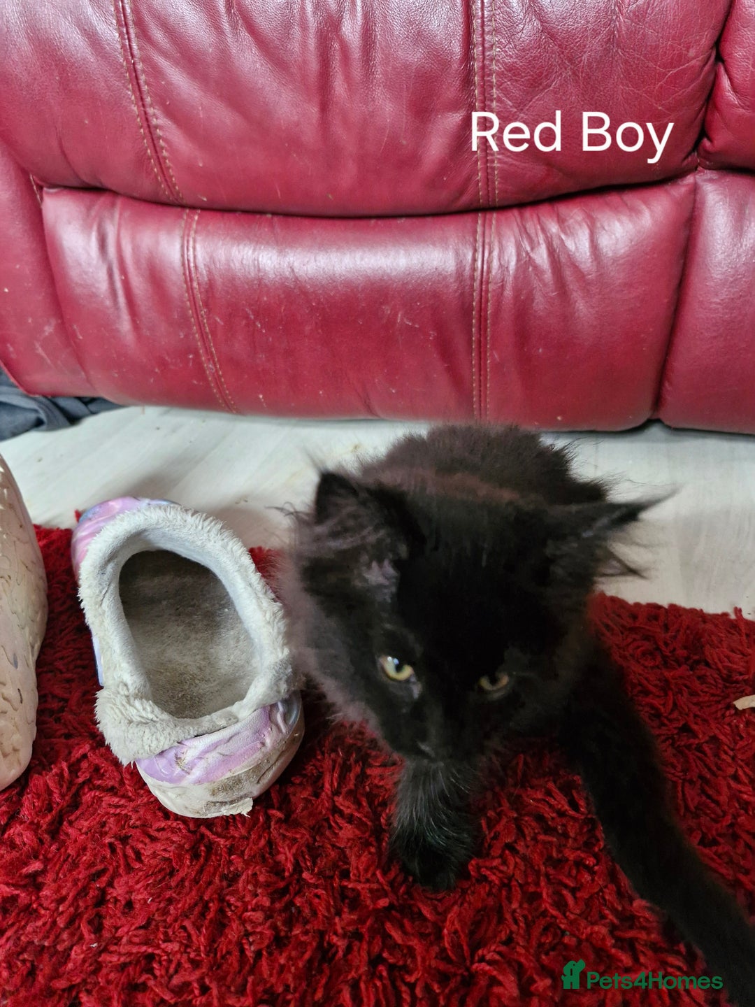 Mixed Breed cats for sale: Ragdoll x maincoon - Image 12