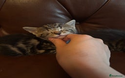 Mixed Breed cats for sale: black and tabby kittens looking for new home  - Image 19