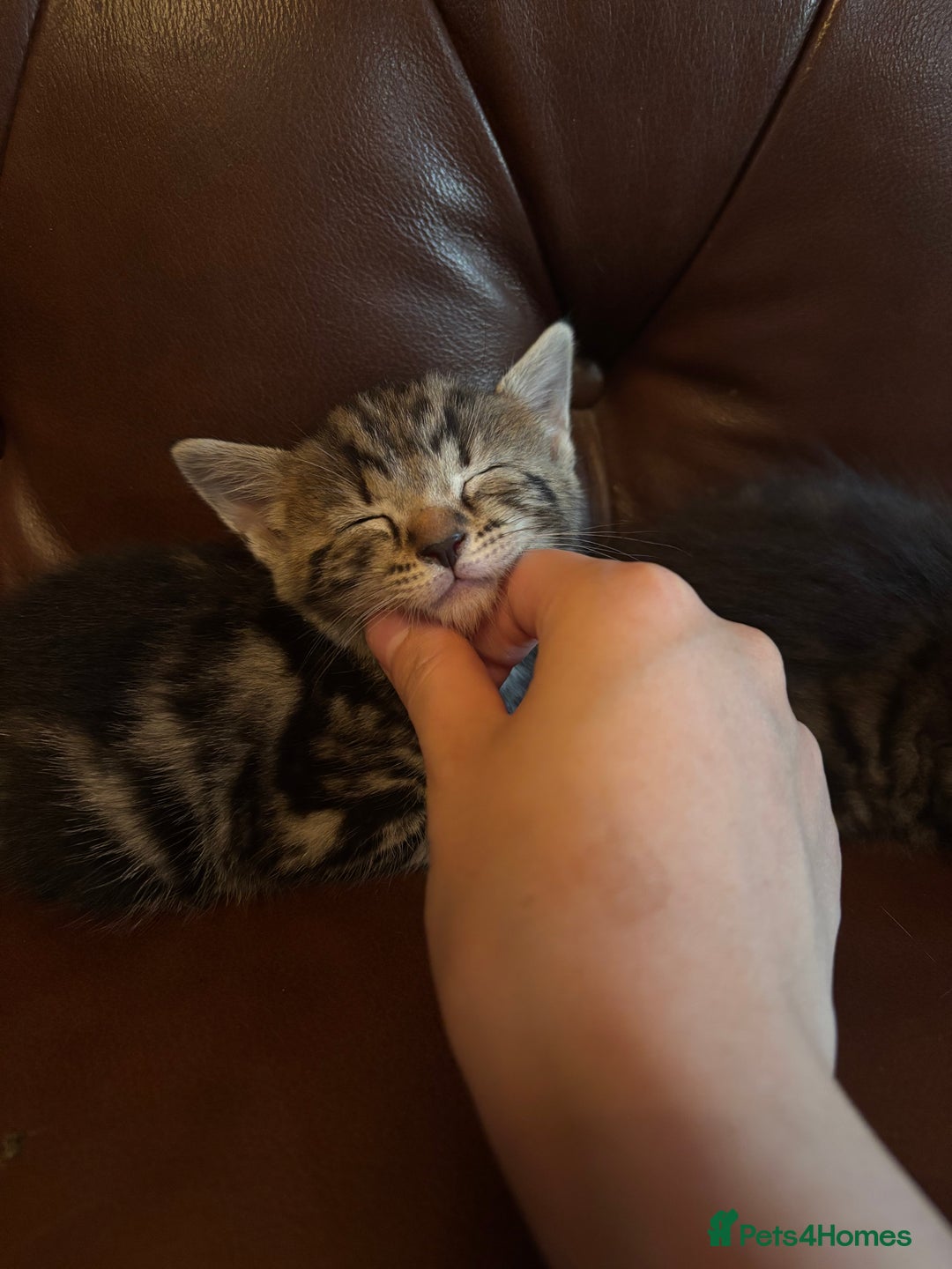 Mixed Breed cats for sale: black and tabby kittens looking for new home  - Image 19
