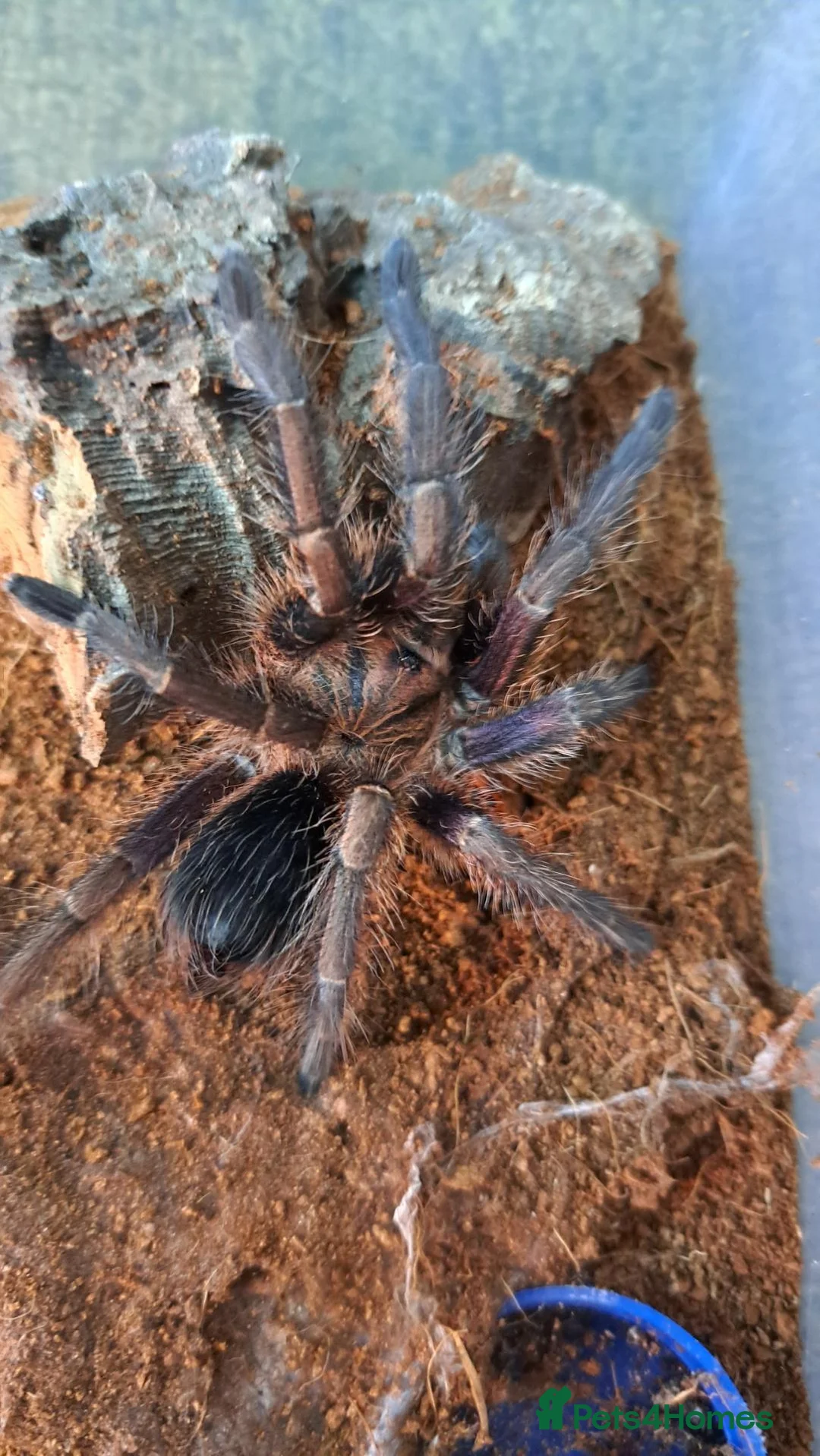 Tarantulas invertebrates for sale: Spiderlings and Juvs for sale - Advert 2