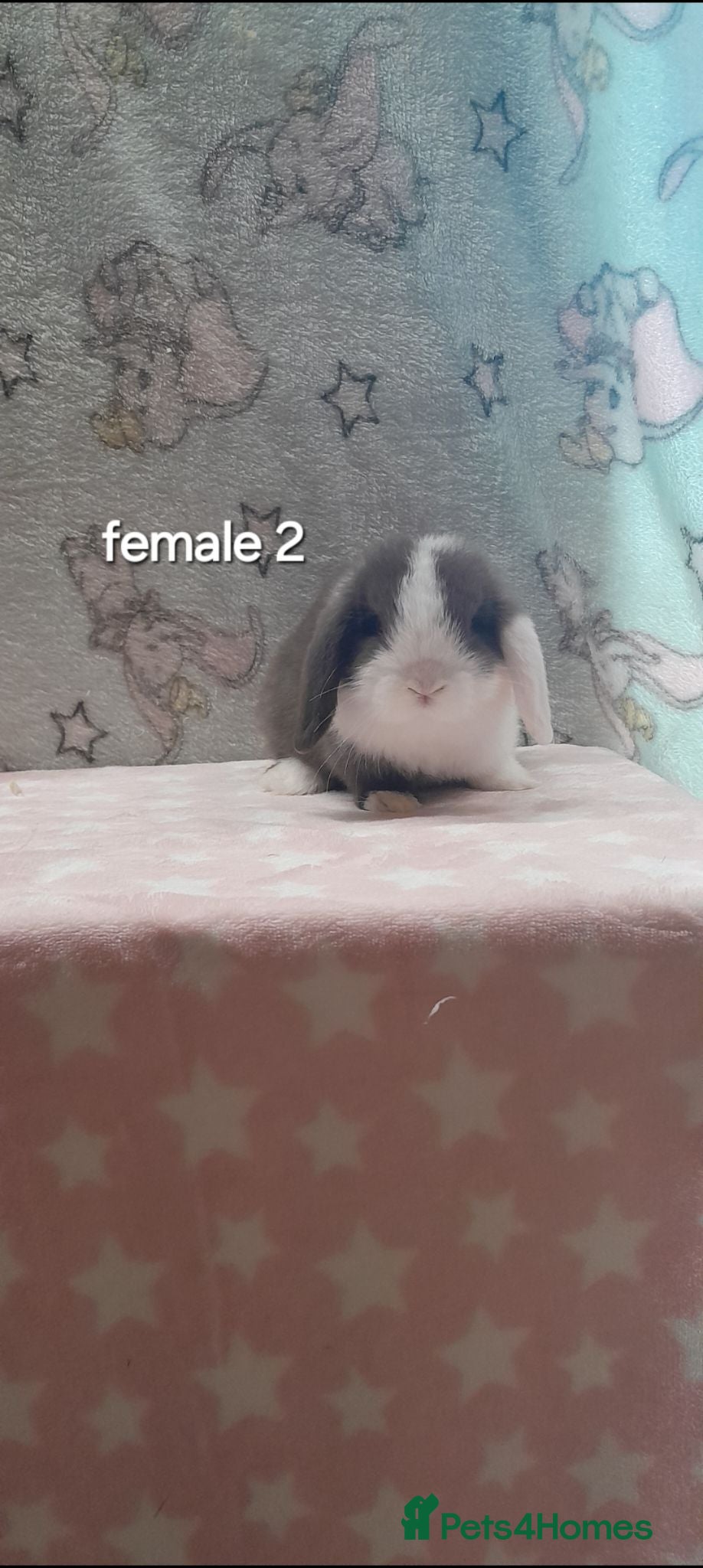 Mini Lop rabbits Stunning purebred mini lops  - Advert 2