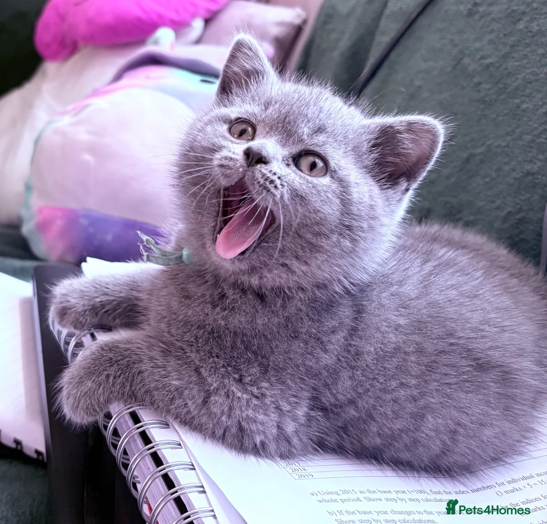 Brazilian Shorthair cats for sale: Adorable British Shorthair Kittens – - Advert 2
