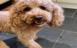 Cavapoo dogs for stud: KC miniature poodle for stud in Alford - Image 2