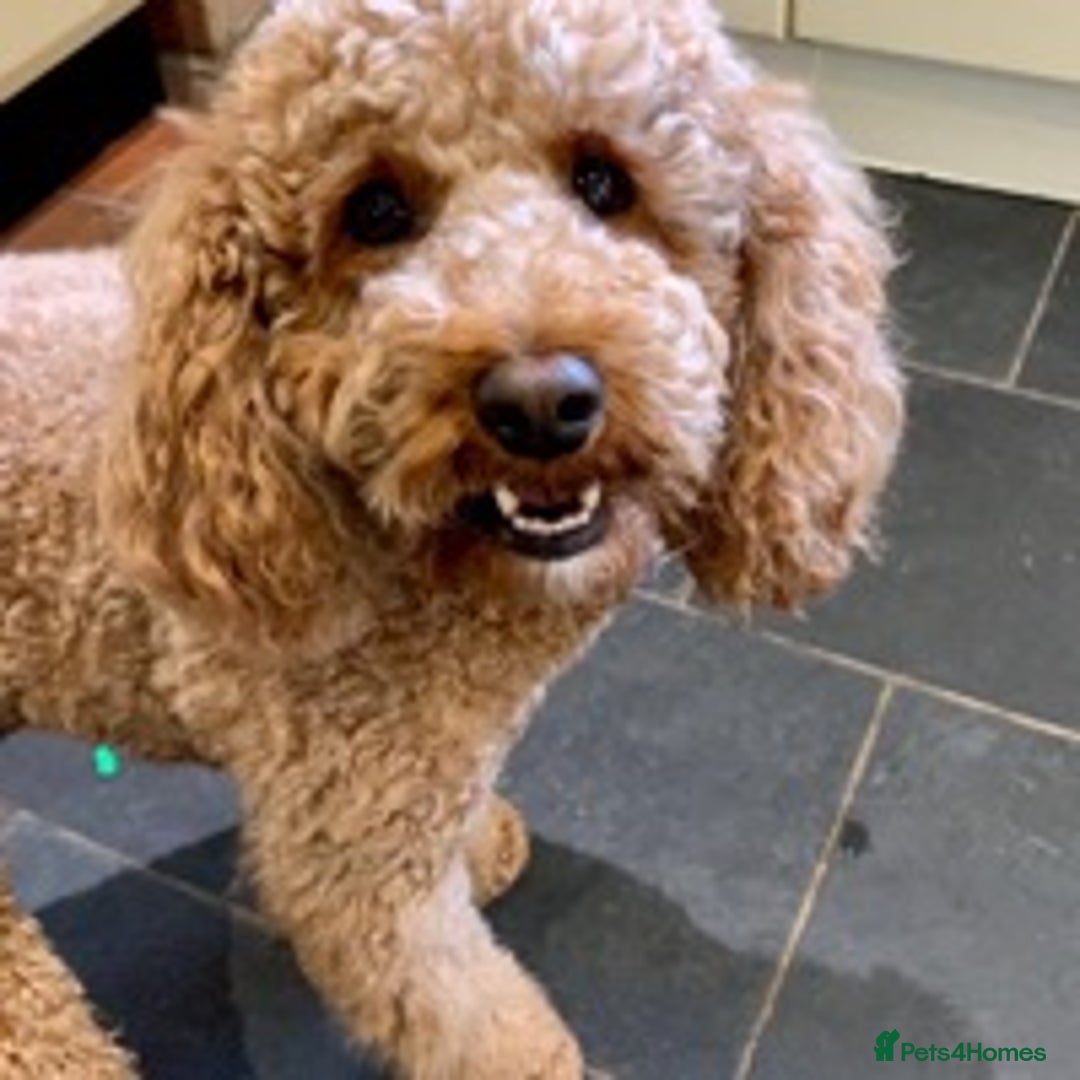 Cavapoo dogs for stud: KC miniature poodle for stud in Alford - Image 2