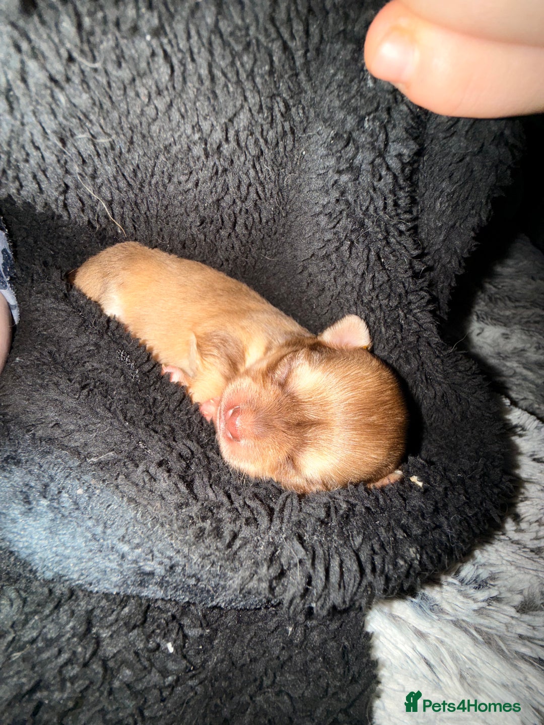 Chihuahua dogs for sale:  **  CHIHUAHUAS  - Advert 6