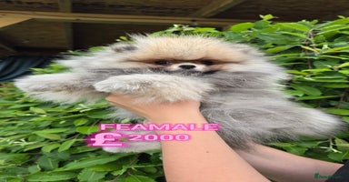 Pomeranian dogs - Advert 11