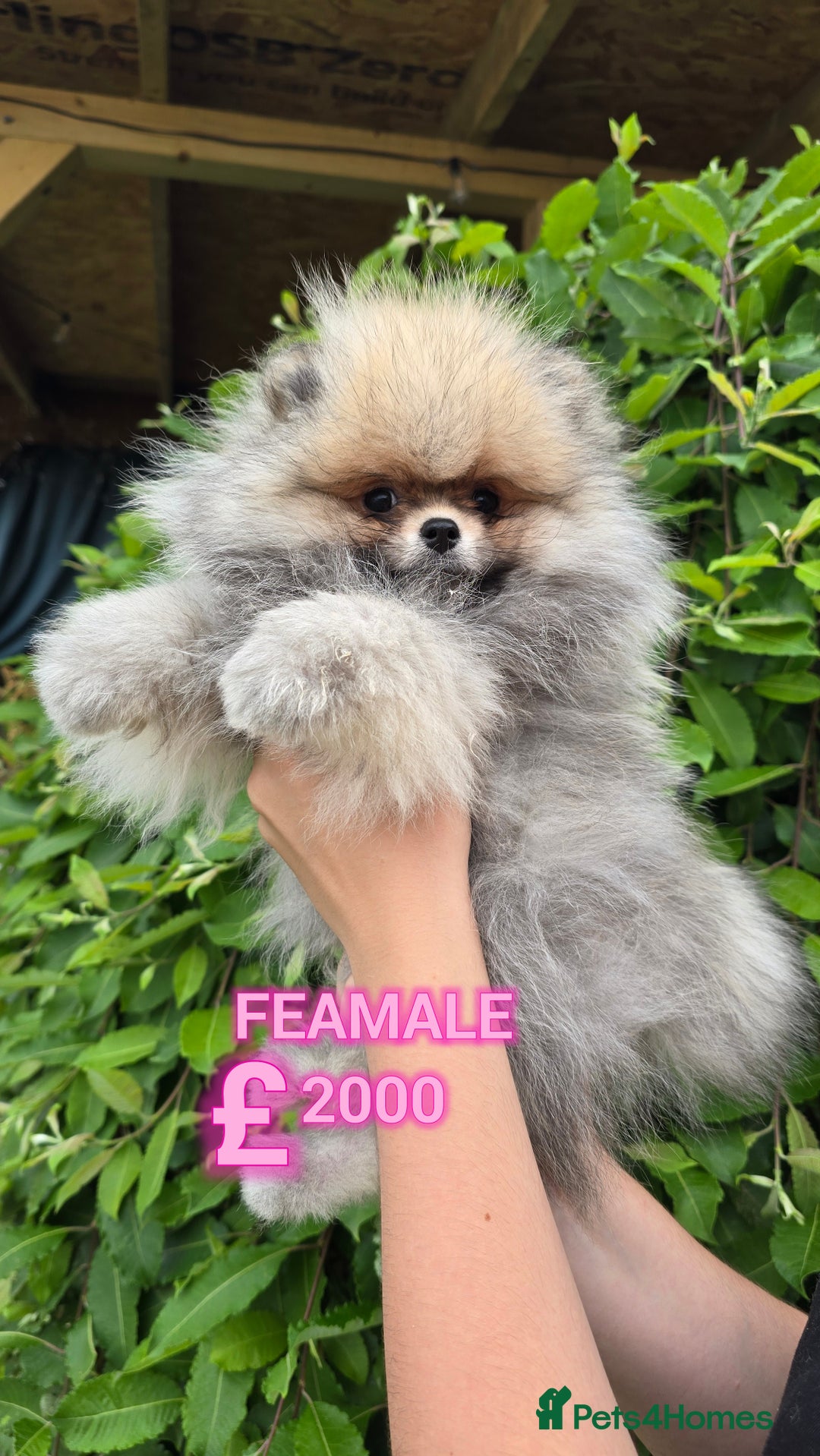 Pomeranian dogs for sale:  KC REGISTERED female - Image 3