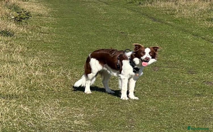 Border Collie dogs - Advert 2