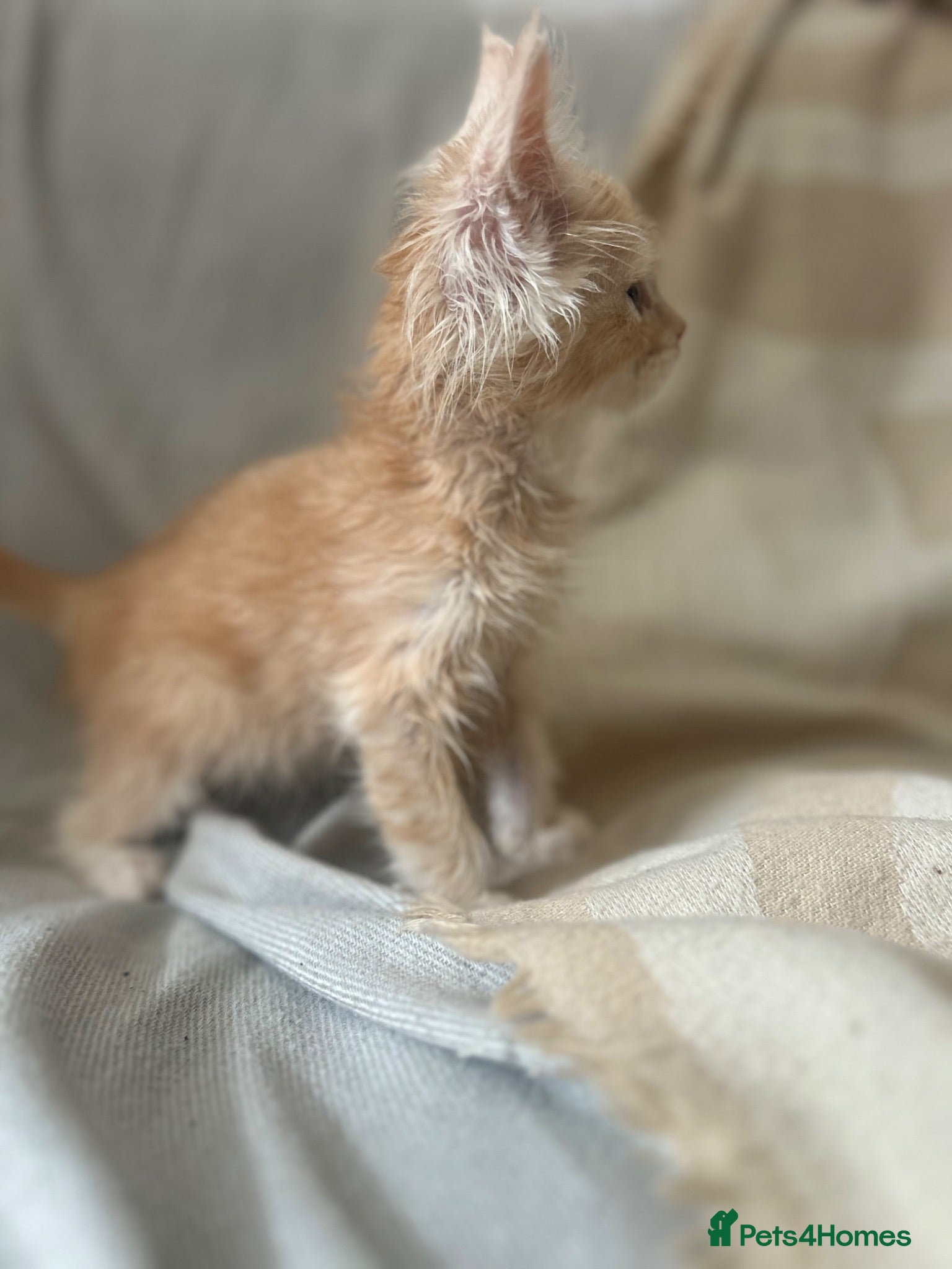 Maine Coon cats Stunning Maine coon kittens!! Tica  - Advert 2
