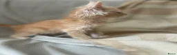 Maine Coon cats for sale: Stunning Maine coon kittens!! Tica  - Advert 2