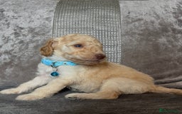 Cockapoo dogs for sale: stunning cockapoo puppies  - Image 18