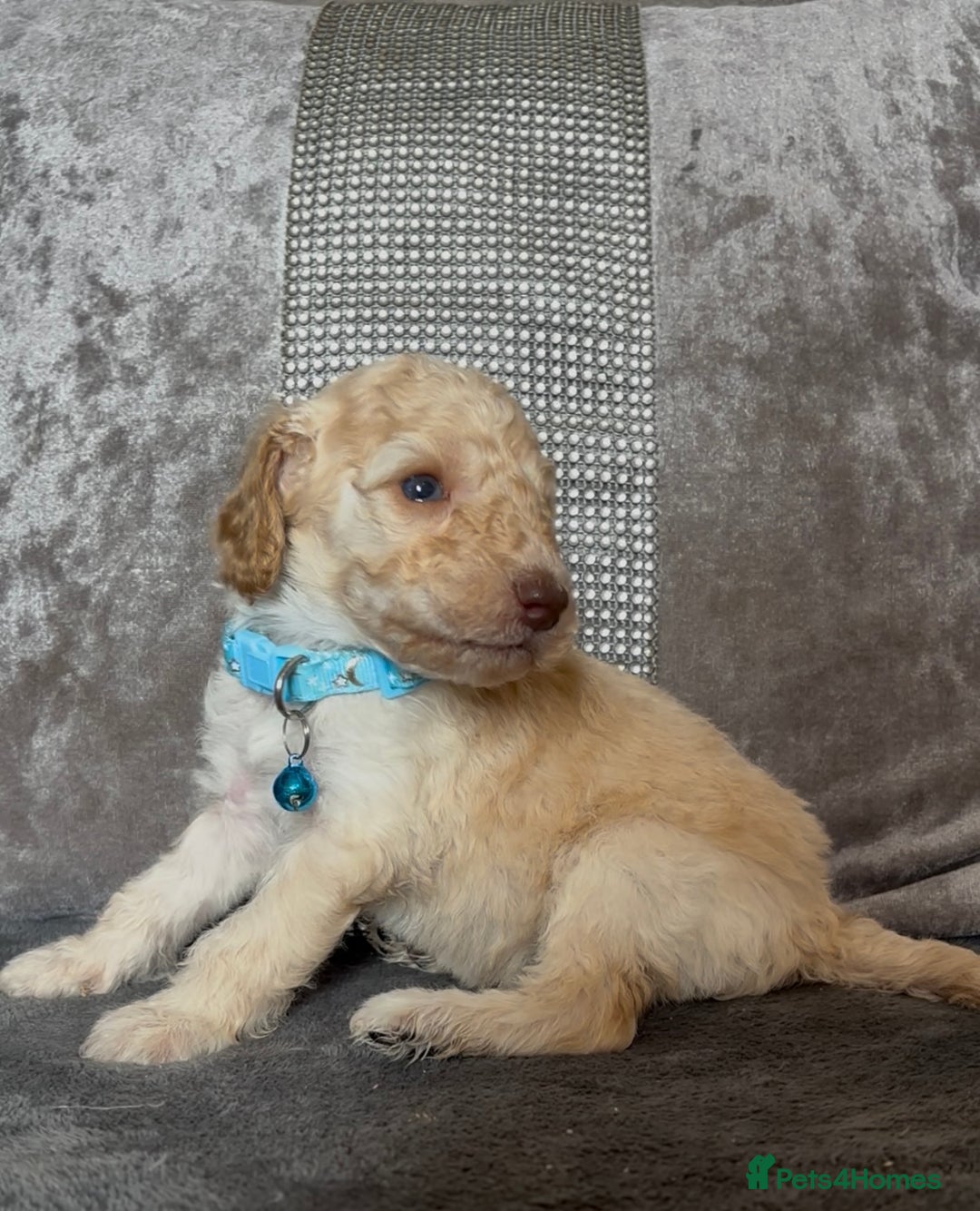 Cockapoo dogs for sale: stunning cockapoo puppies  - Image 18